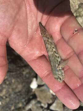 Image of Notchtongue Goby