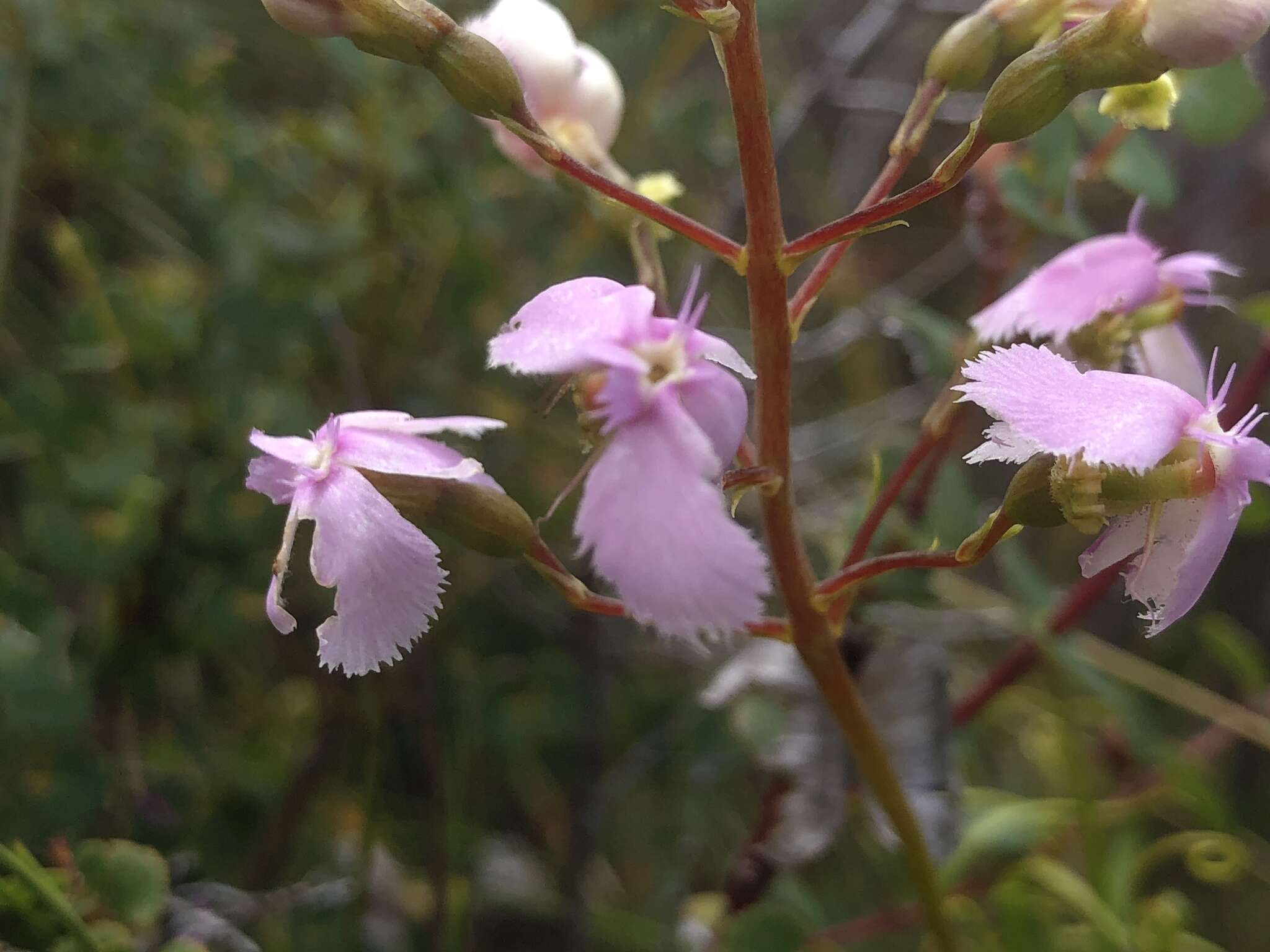 Image of Stylidium nymphaeum Wege