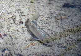 Image of Quitobaquito pupfish