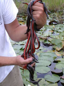 Image of Liodytes pygaea paludis (Dowling 1950)