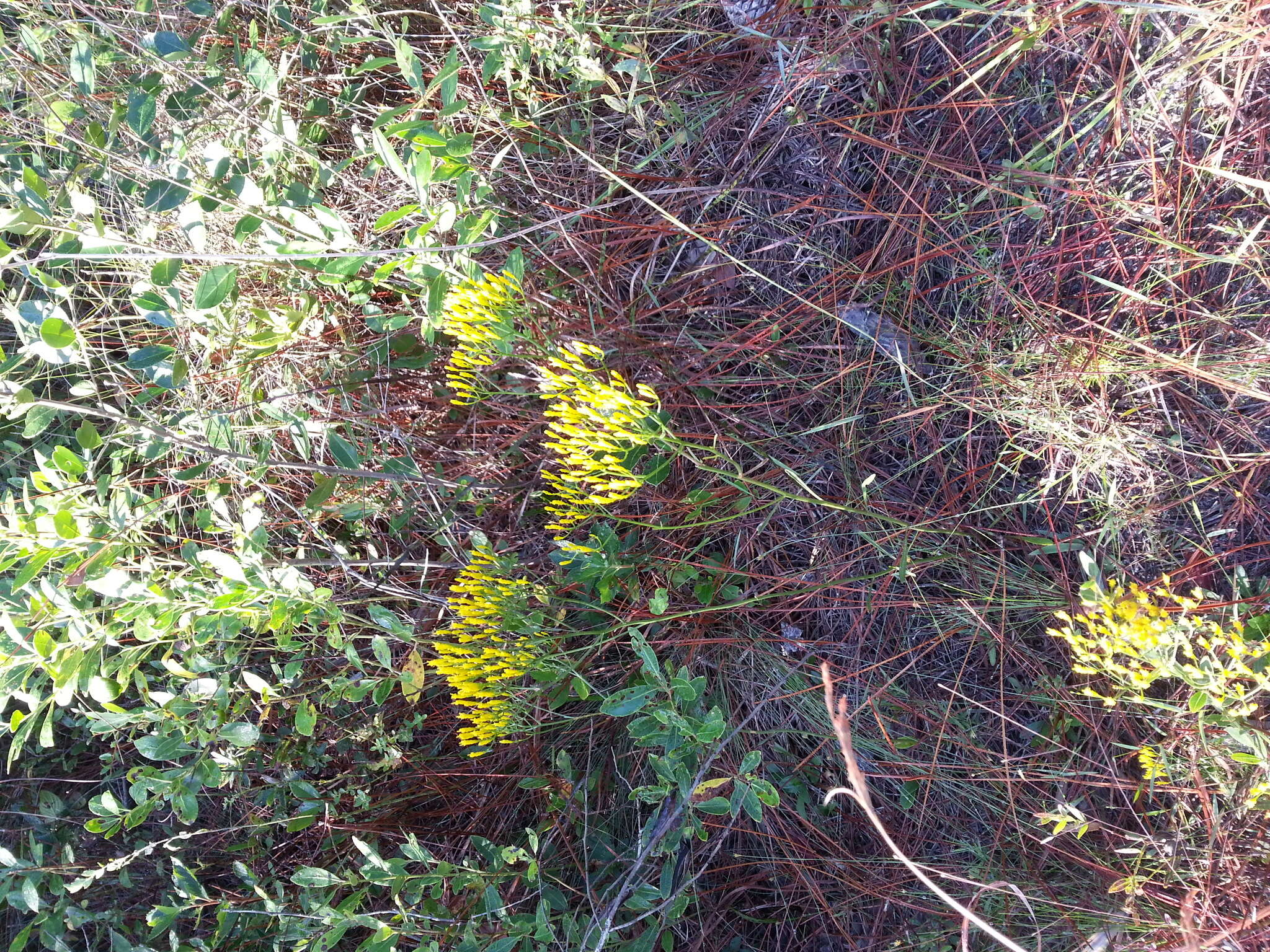 Image of Pineland Rayless-Goldenrod