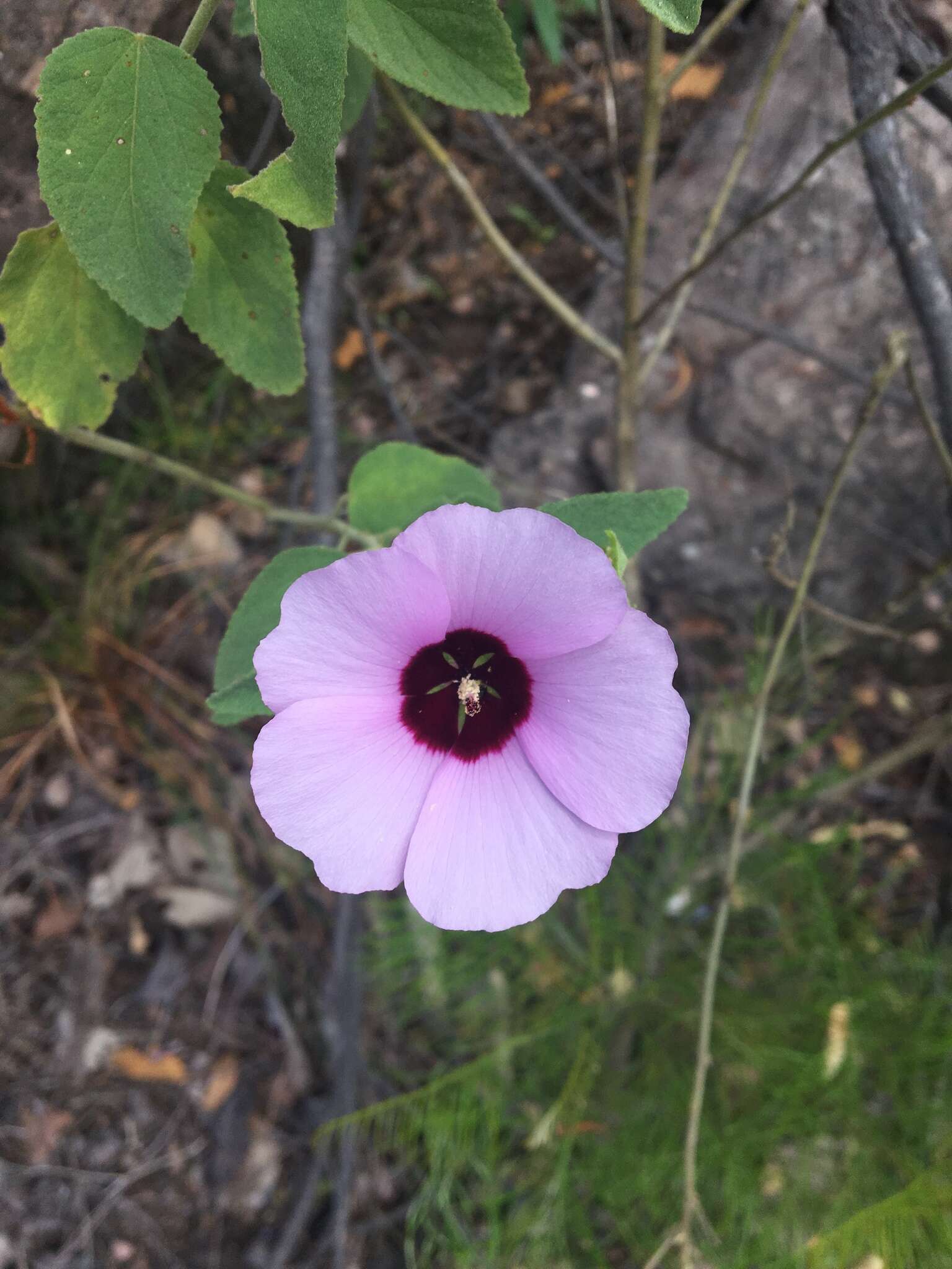 Image of Cienfuegosia australis (F. Müll.) K. Schum.