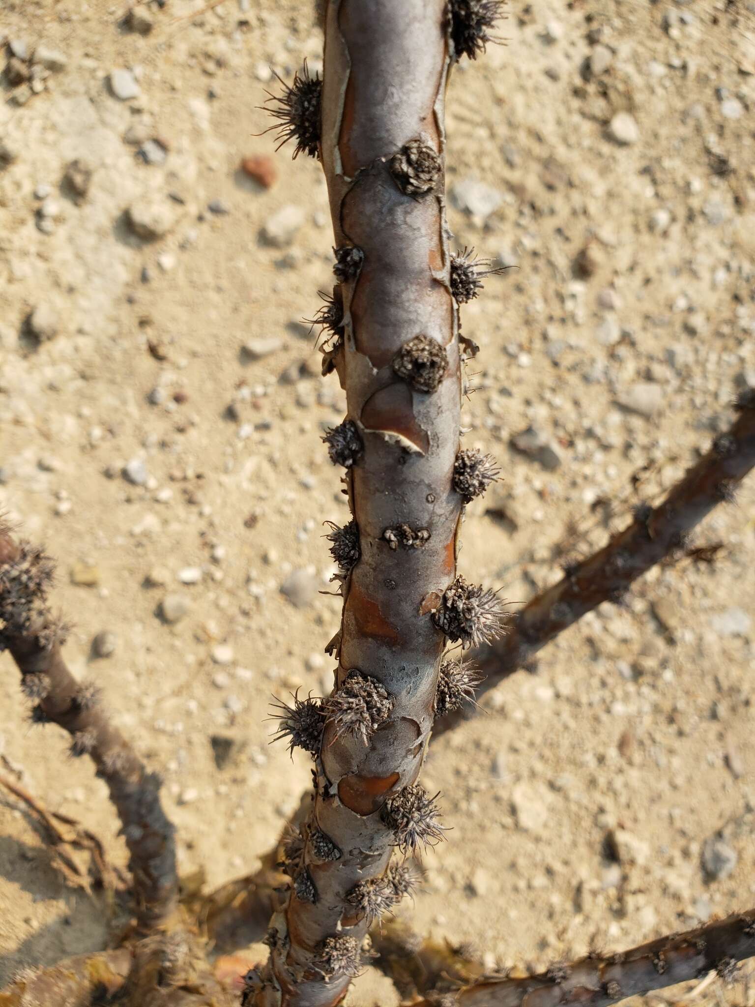 Image of Jatropha neopauciflora Pax