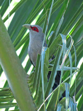 Image of Green-billed Malkoha