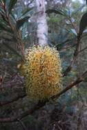 Image of Banksia integrifolia subsp. monticola K. R. Thiele