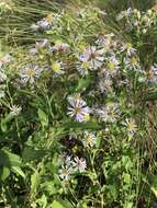 Plancia ëd Symphyotrichum elliottii (Torr. & A. Gray) G. L. Nesom