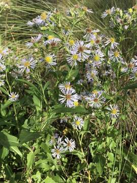 Image of Marsh American-Aster