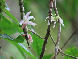 Image of Chameleon Dendrobium