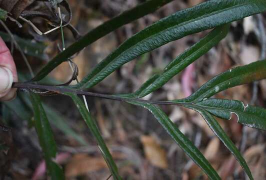 Image of Taenitis pinnata (J. Sm.) Holtt.