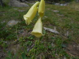 Imagem de Digitalis grandiflora Mill.