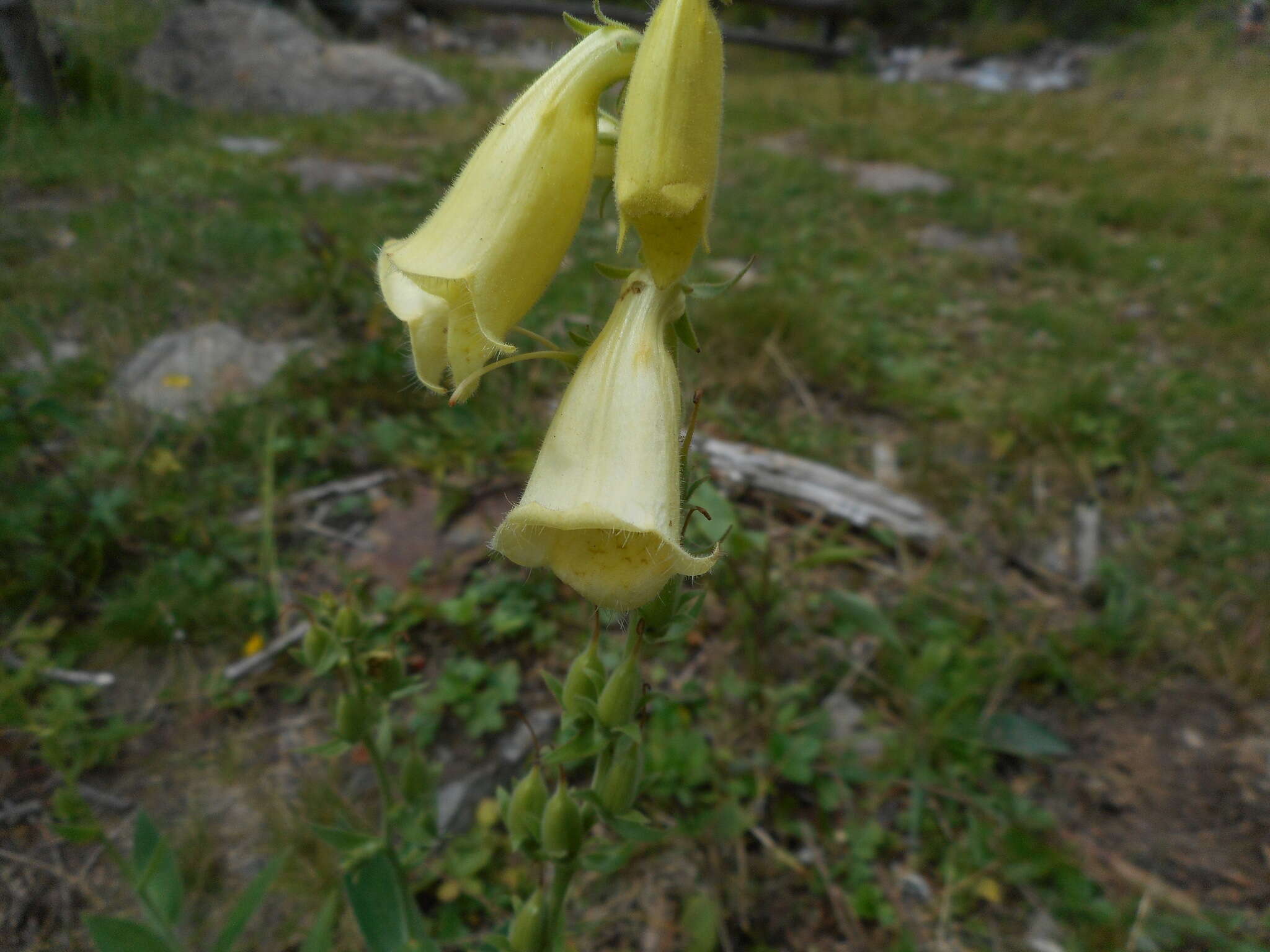 Слика од Digitalis grandiflora Mill.