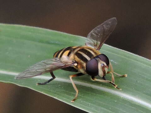 Image of Helophilus fasciatus Walker 1849