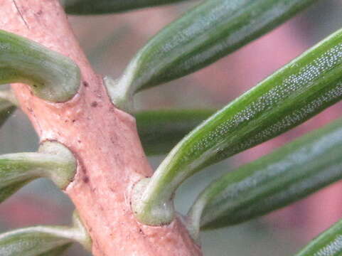 Image of Manchurian Fir