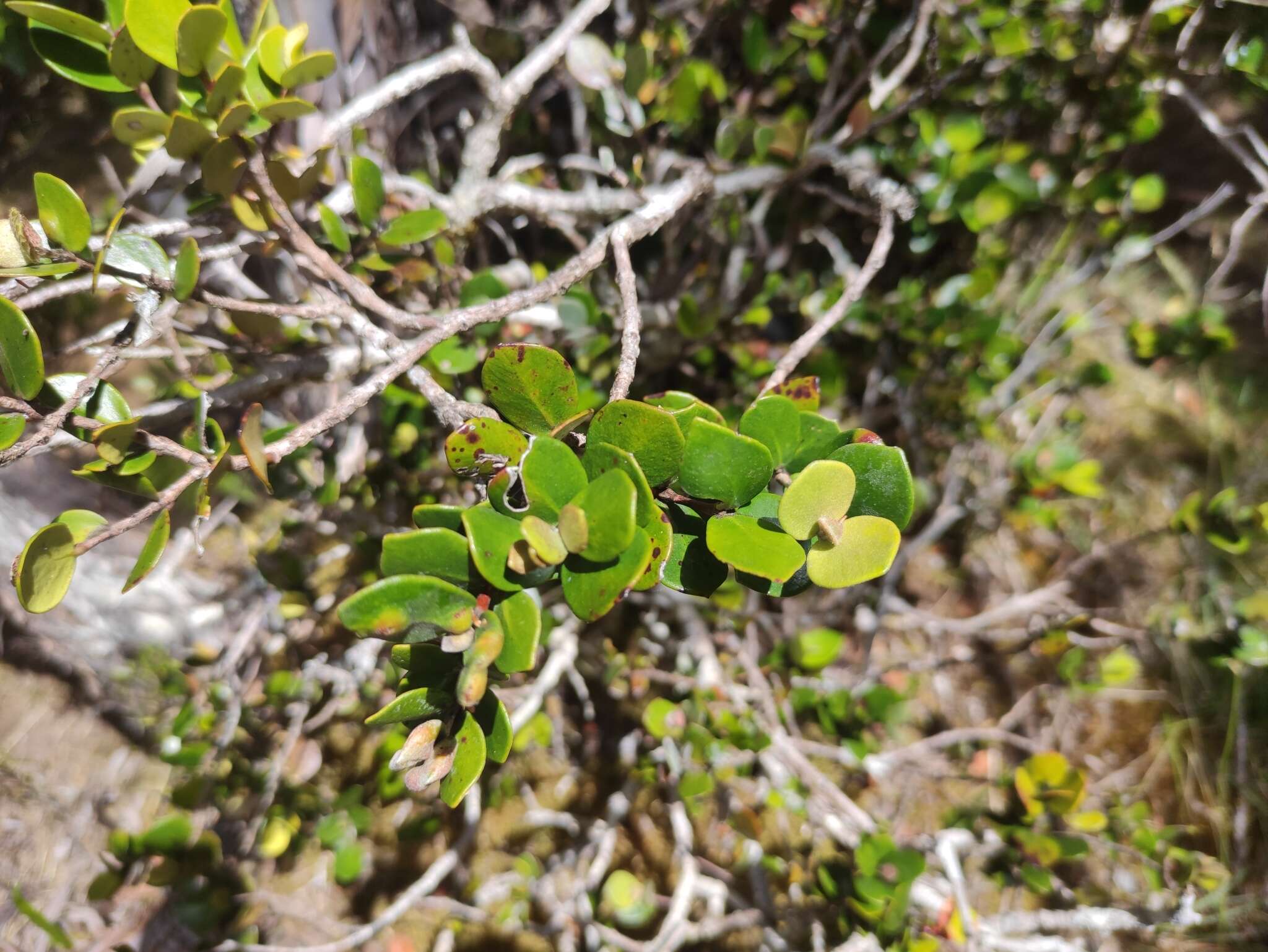 Imagem de Eugenia buxifolia Lam.