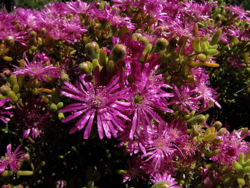 Imagem de Drosanthemum tuberculiferum L. Bol.