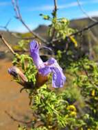 Imagem de Salvia namaensis Schinz