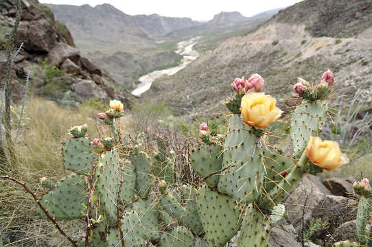 Opuntia azurea var. discolor resmi