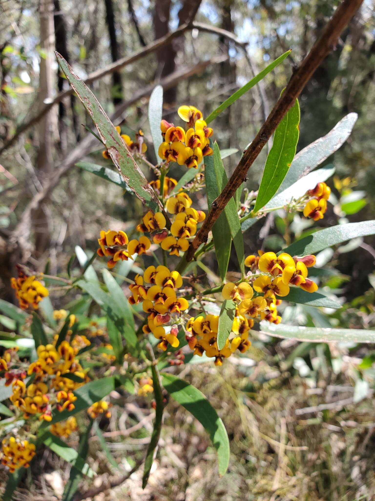 Imagem de Daviesia corymbosa Sm.