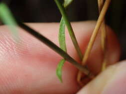 Image of Harebell