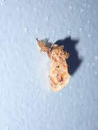 Image of Beutenmueller's Slug Moth