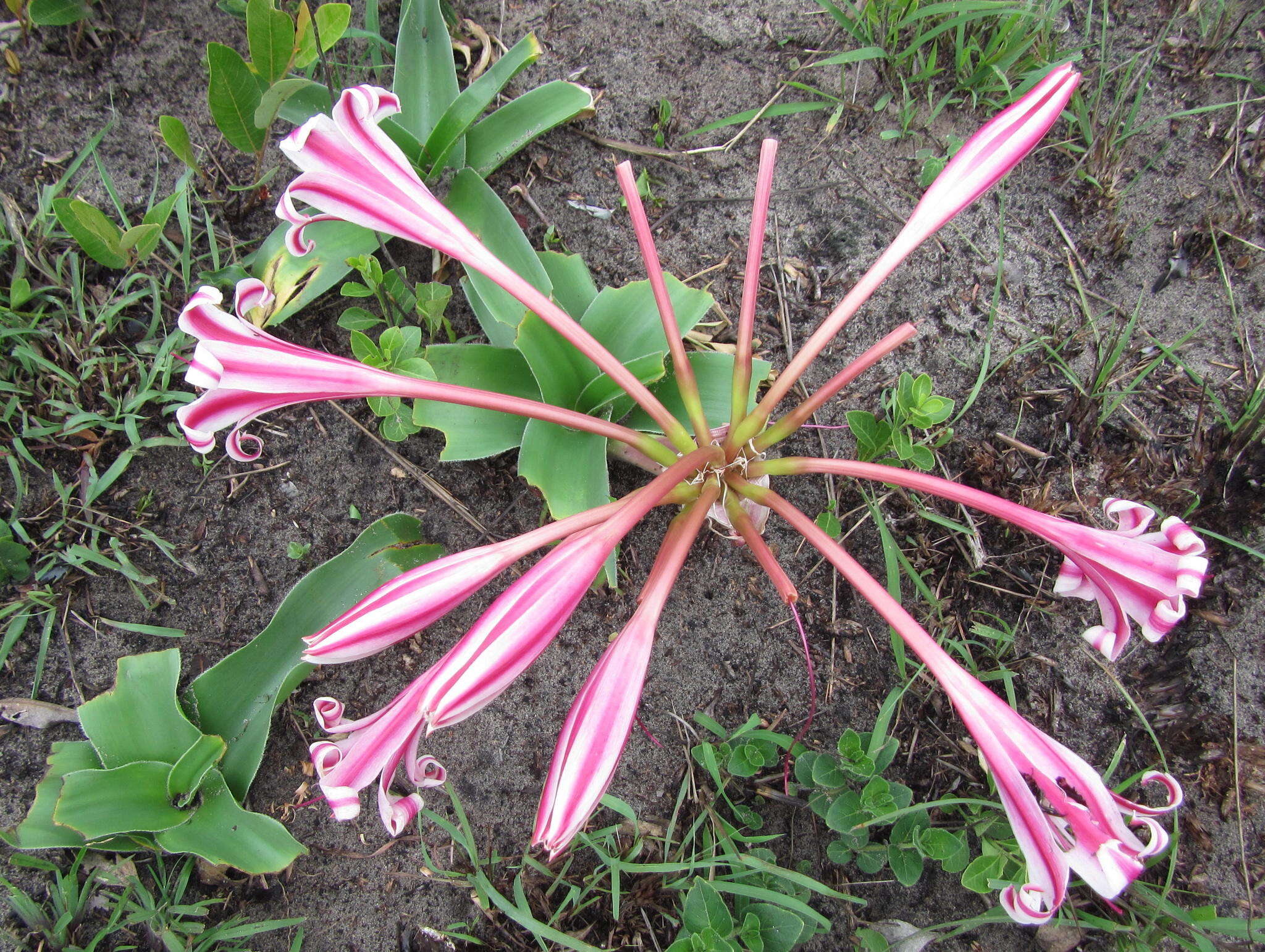 Imagem de Crinum stuhlmannii Baker