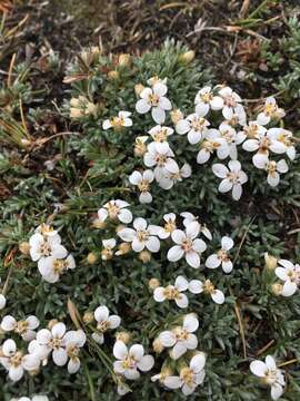 Plancia ëd Nassauvia darwinii (Hook. & Arn.) O. Hoffm. & P. Dusen ex P. Dusen