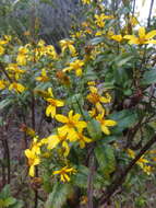 صورة Bidens hawaiensis A. Gray