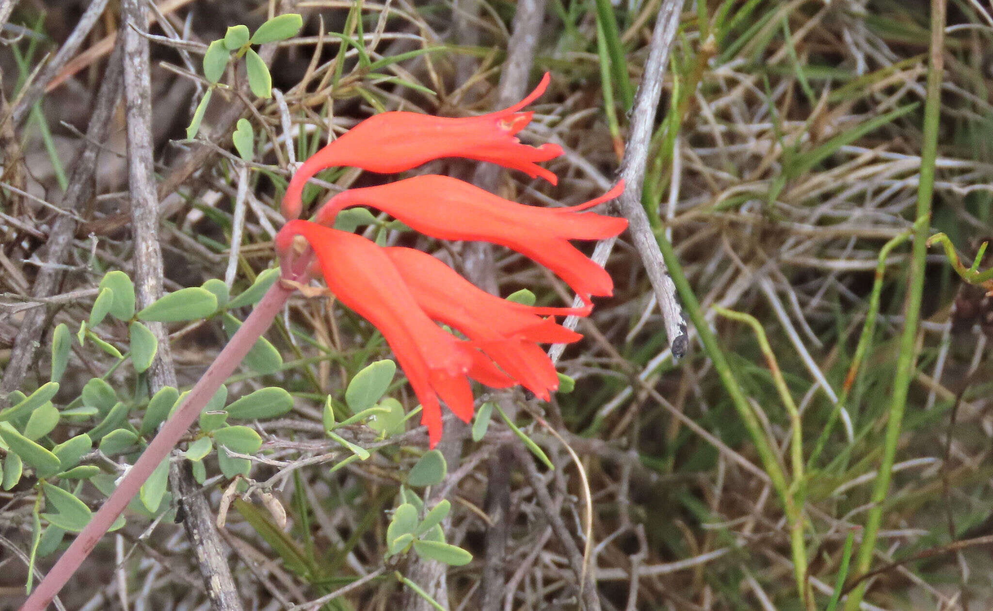 Image of Cyrtanthus staadensis Schönland