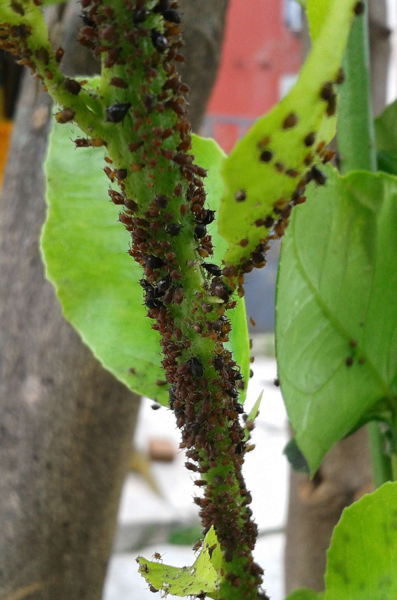 Image of Black citrus aphid