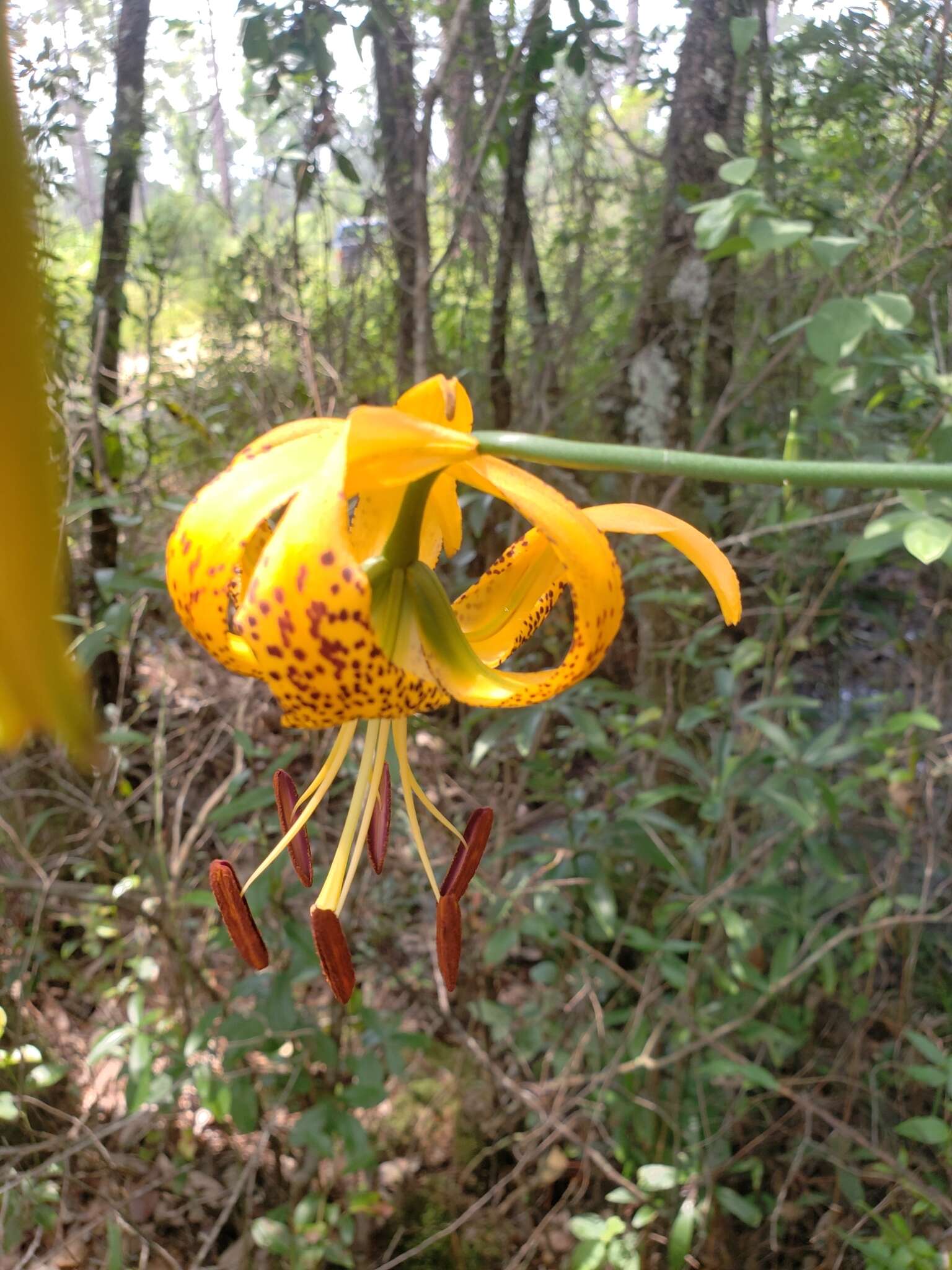 Image of panhandle lily