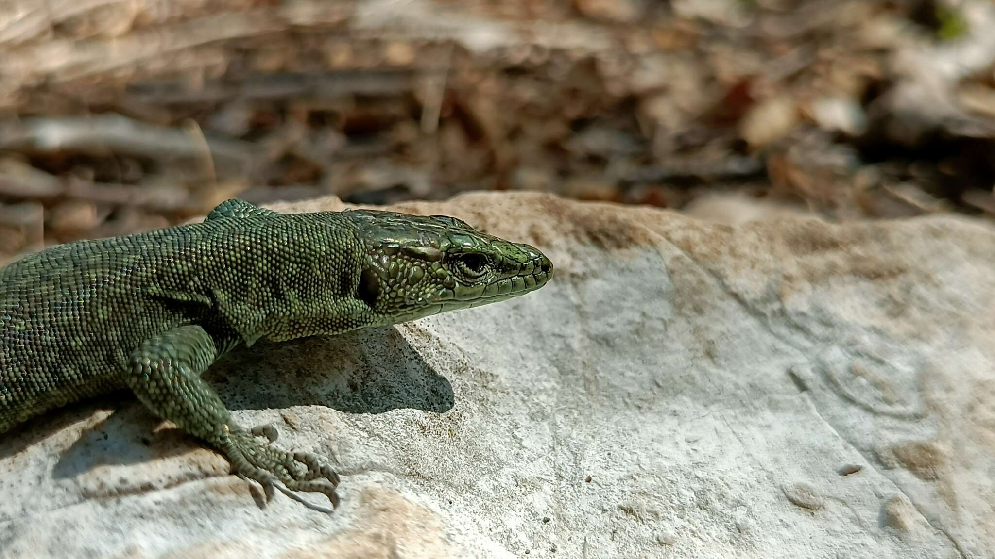 Image of Sharp-snouted Rock Lizard