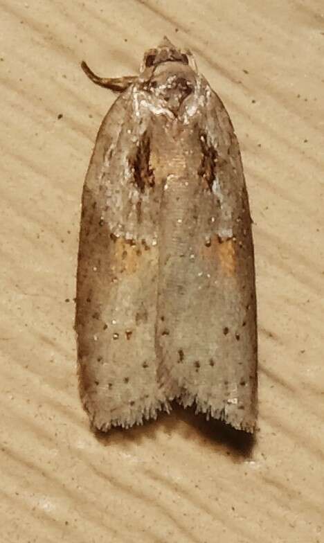 Image of Acleris maculidorsana Clemens 1864