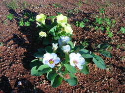 Image of Oxalis flava var. fabifolia (Jacq.) Dreyer & Oberl.