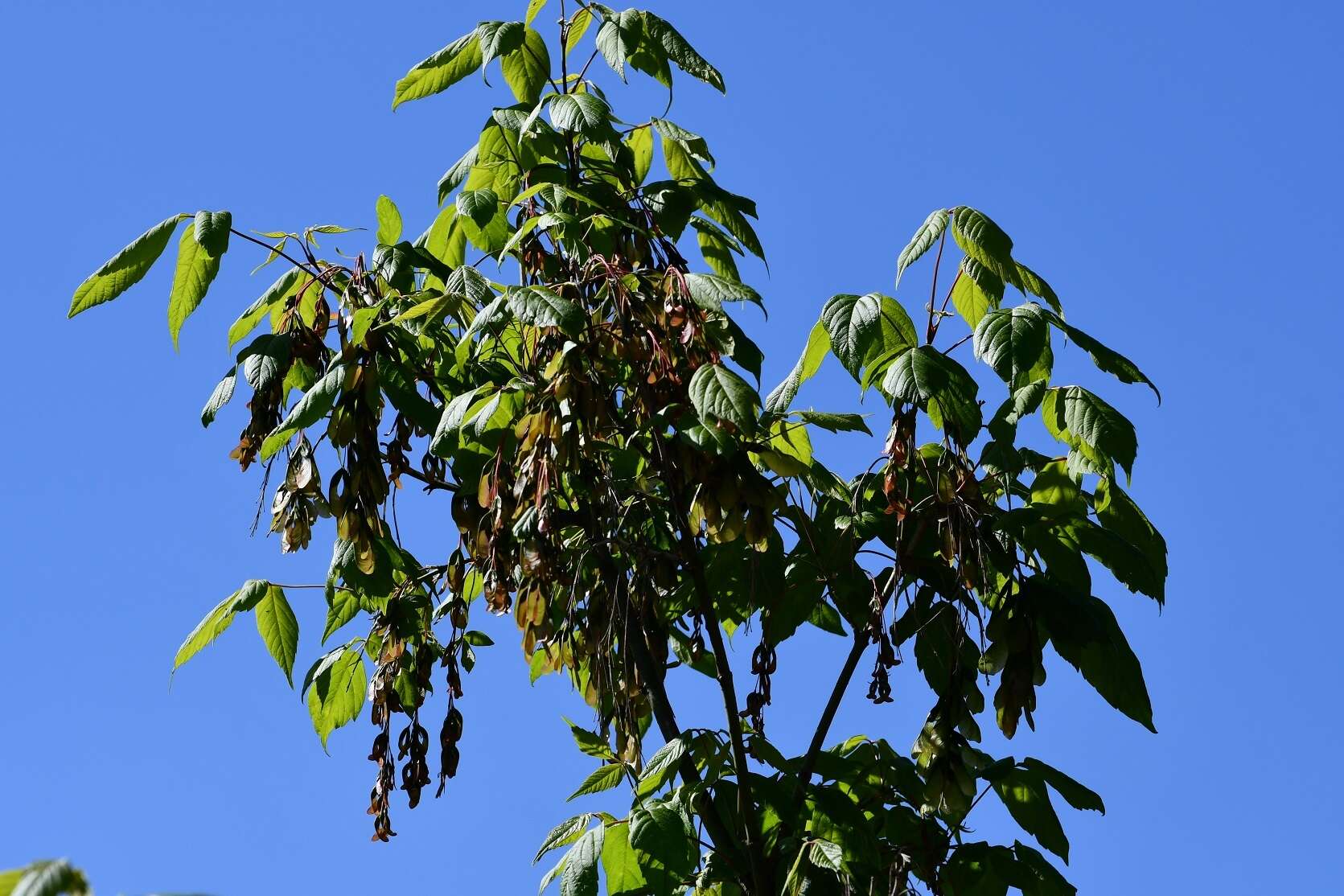 Image de Acer negundo var. mexicanum (DC.) Kuntze