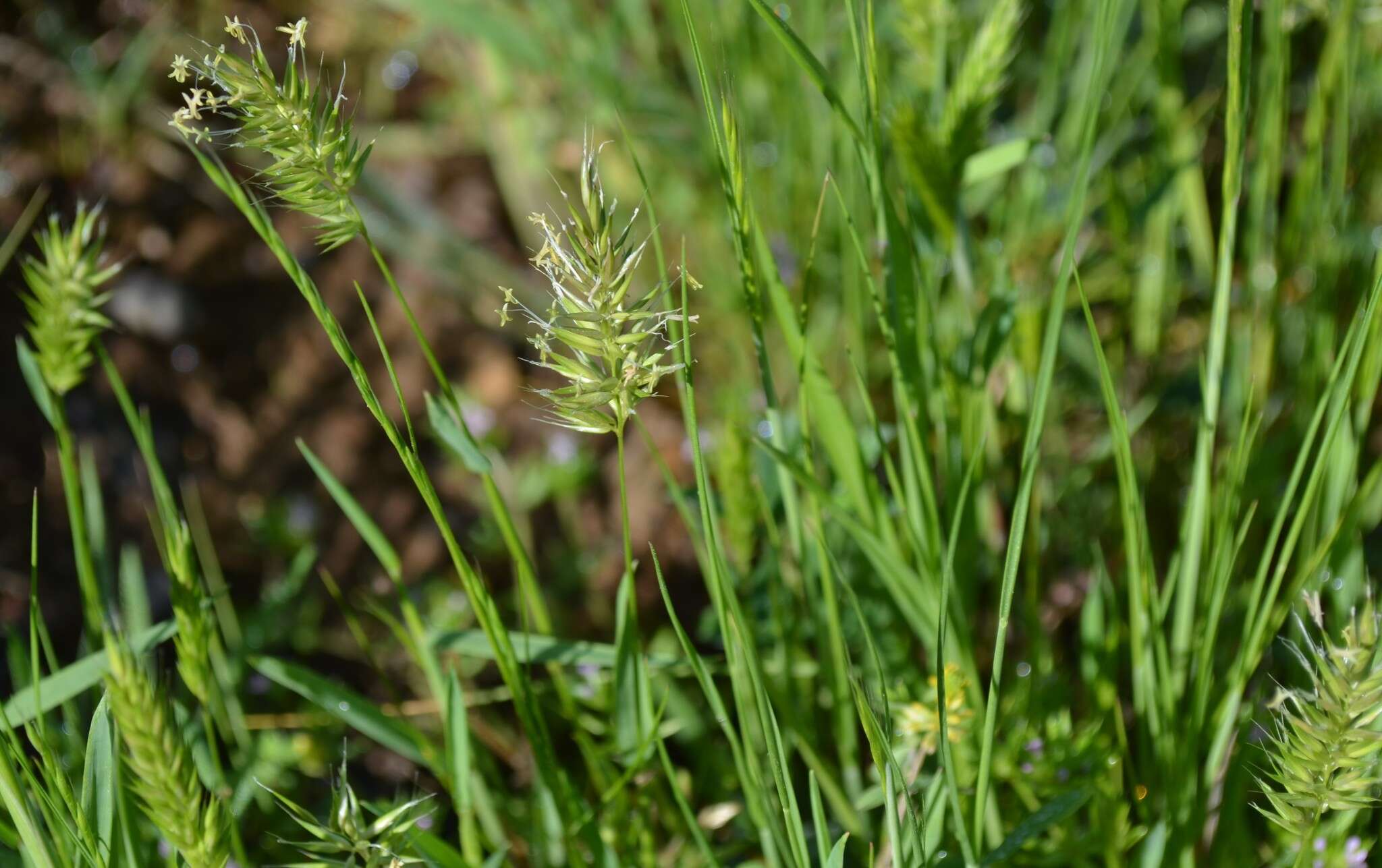 Image of annual vernal-grass