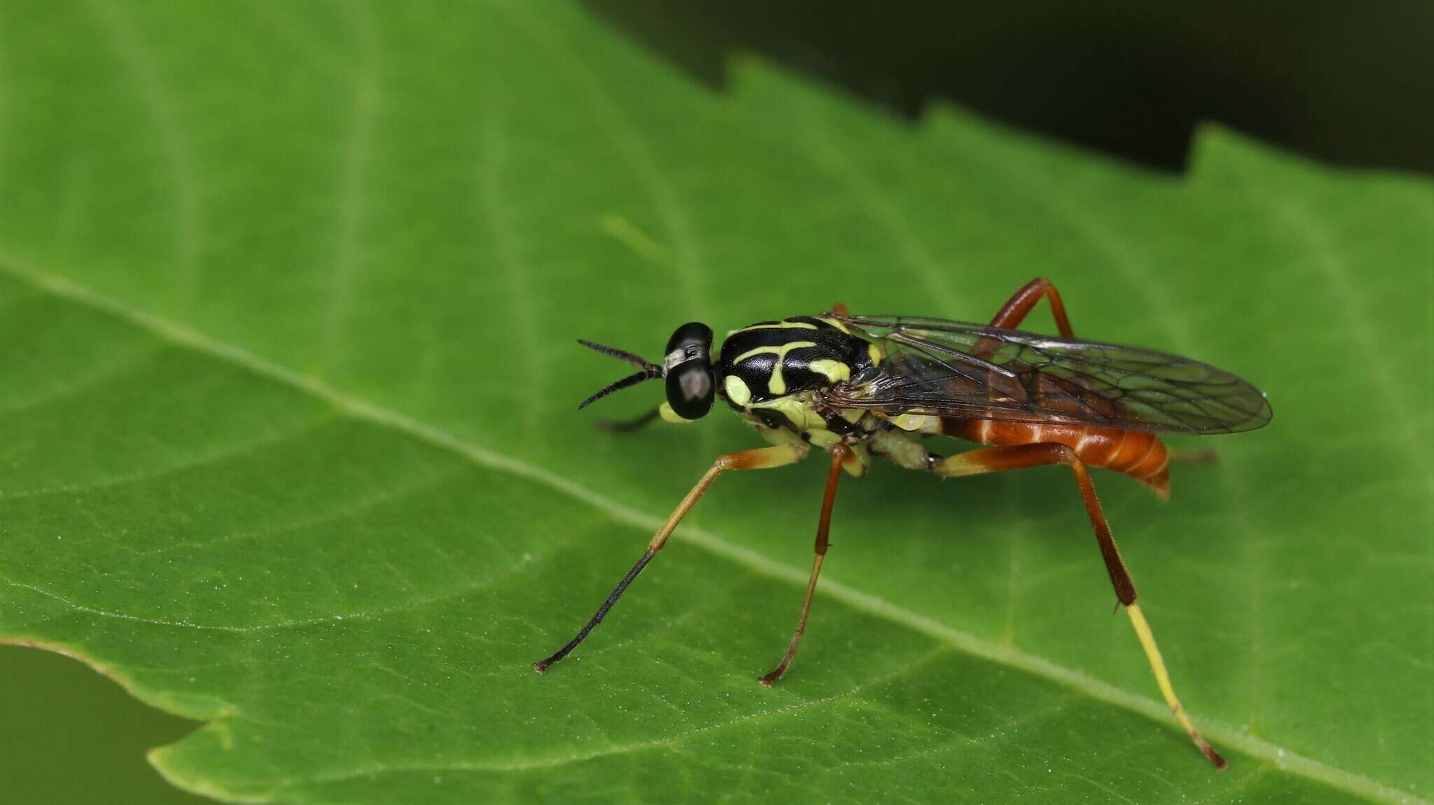 Image of Xylomya americana (Wiedemann 1821)