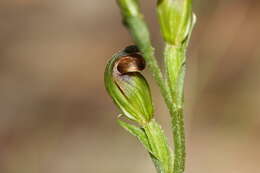 Слика од Pterostylis rubescens (D. L. Jones) G. N. Backh.