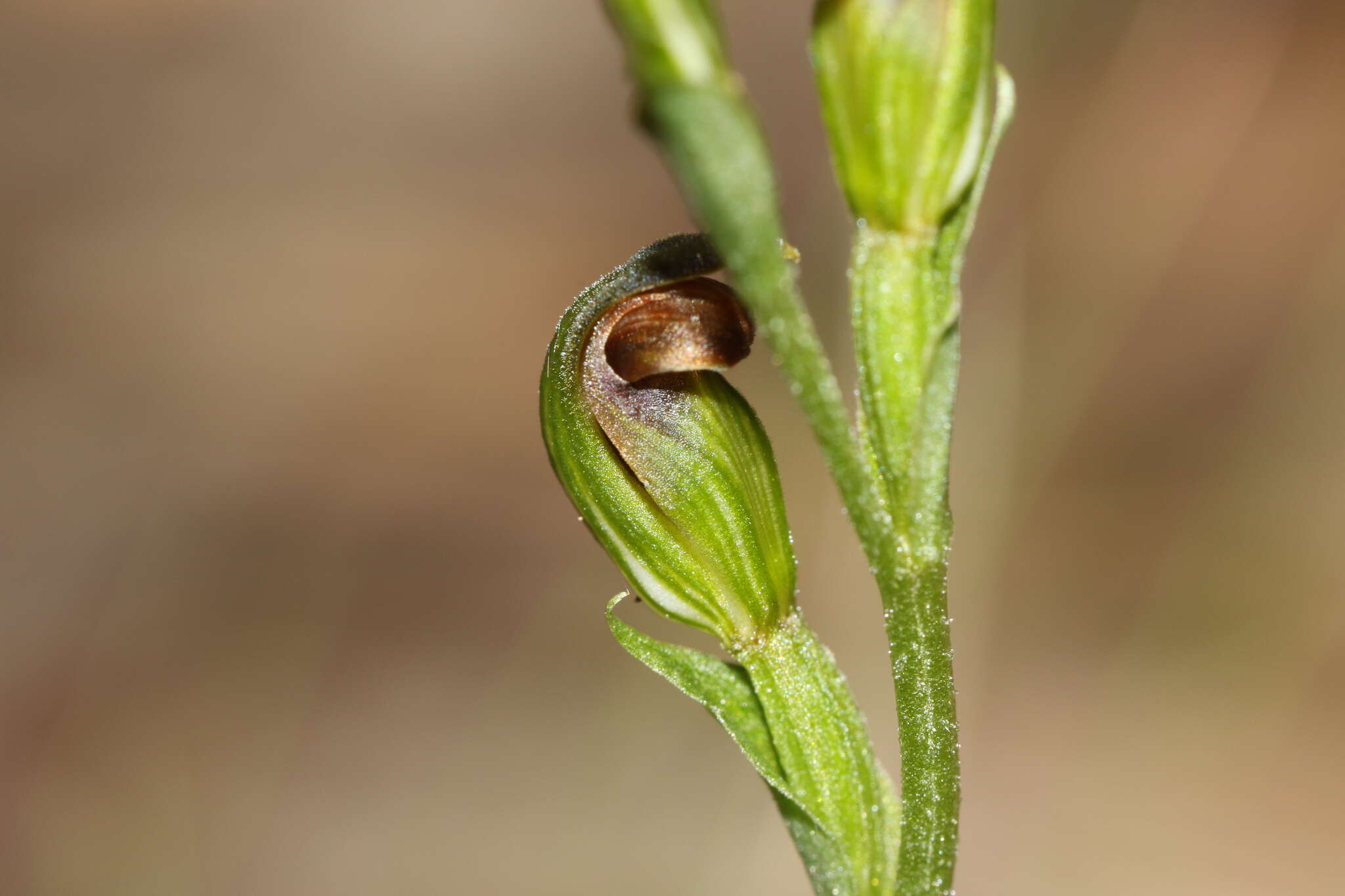 Слика од Pterostylis rubescens (D. L. Jones) G. N. Backh.