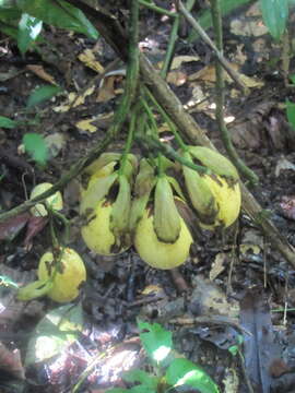 Imagem de Passiflora nigradenia Rusby