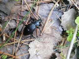 Image of Carabus (Morphocarabus) aeruginosus Fischer von Waldheim 1820