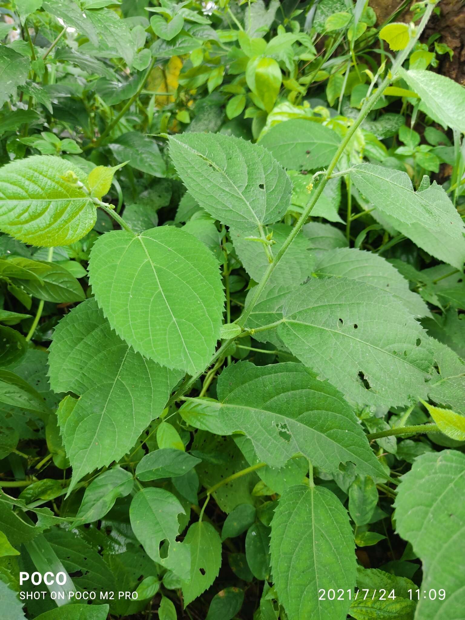 Image of Tragia involucrata L.