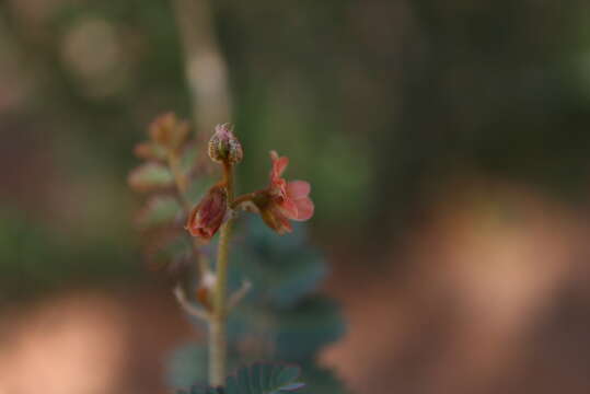 صورة <i>Pomaria lactea</i>