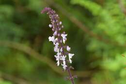 Image de Plectranthus rubropunctatus Codd