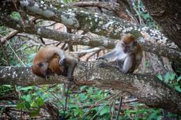 Image of Long-tailed Macaque