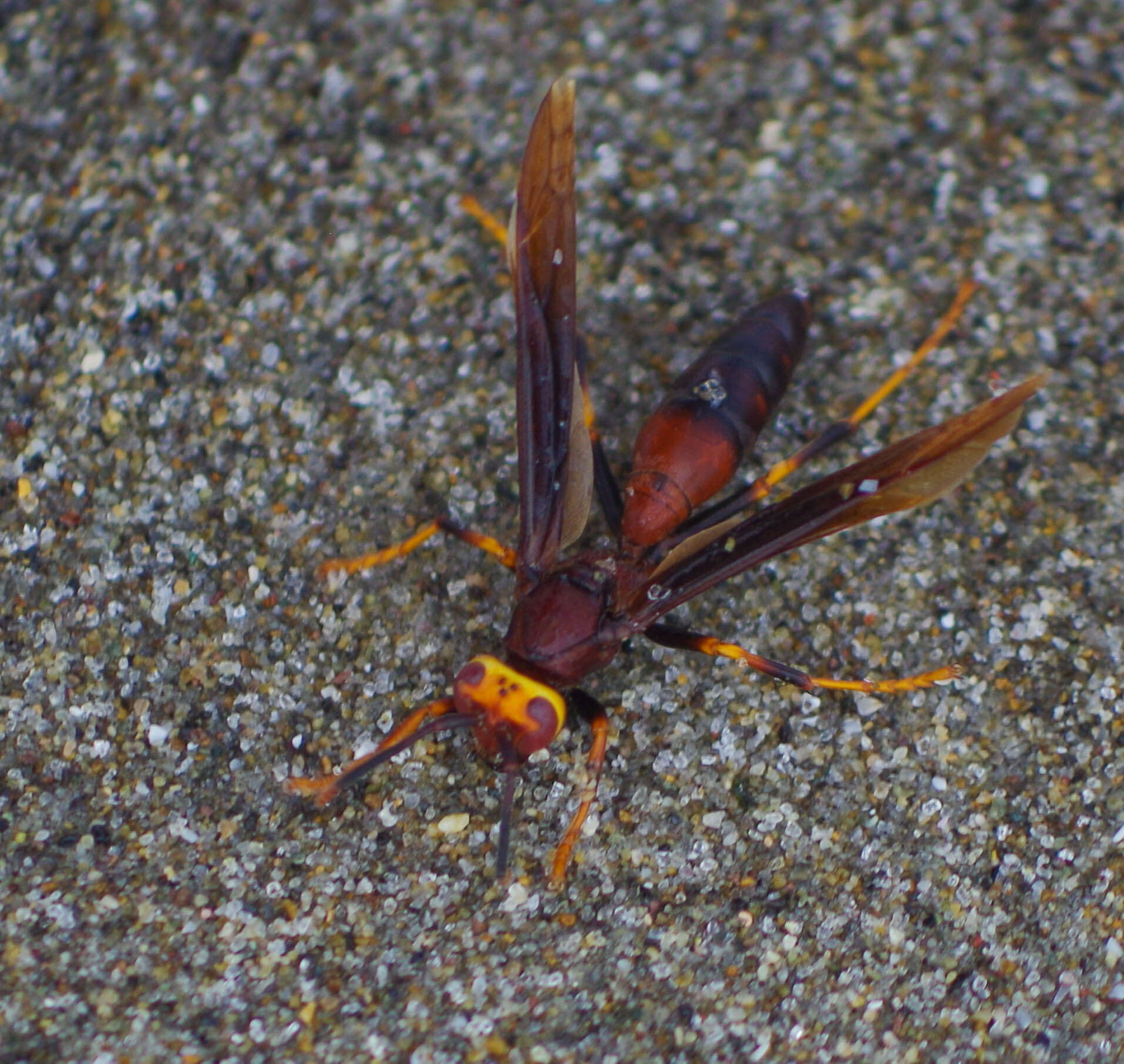 Image of Polistes infuscatus Lepeletier 1836