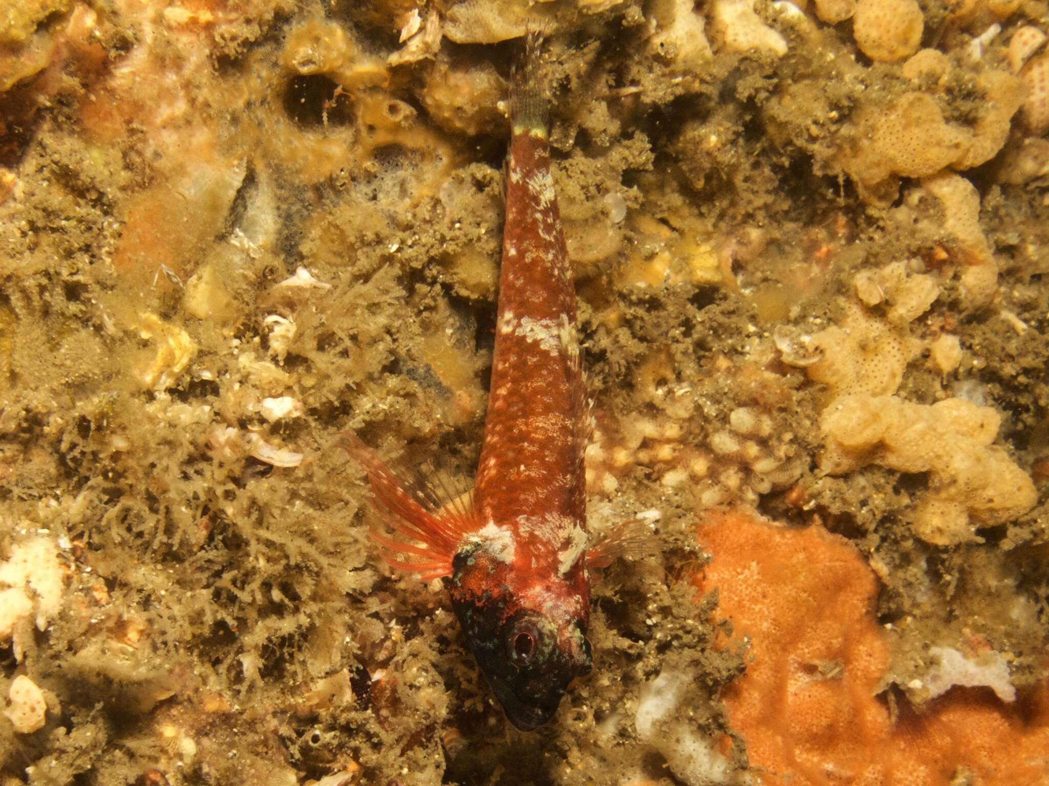 Image of Blackthroat Triplefin