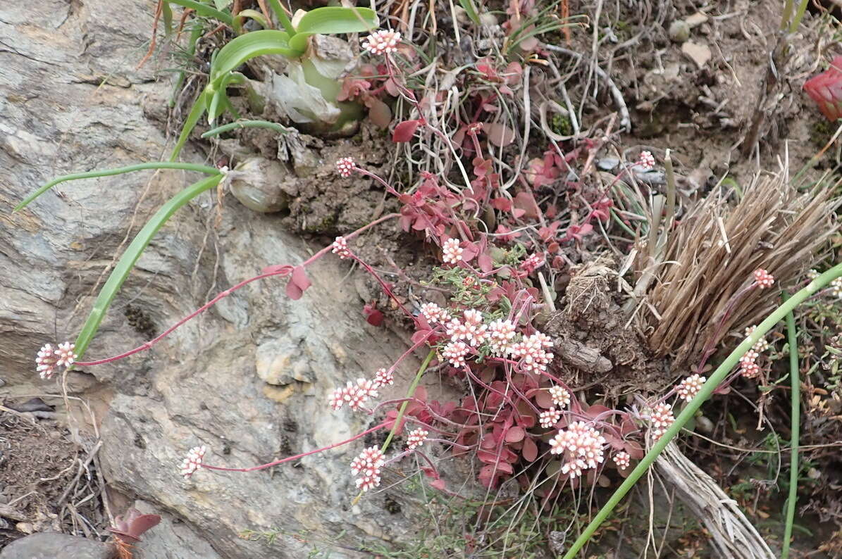 Image of Crassula pubescens subsp. pubescens