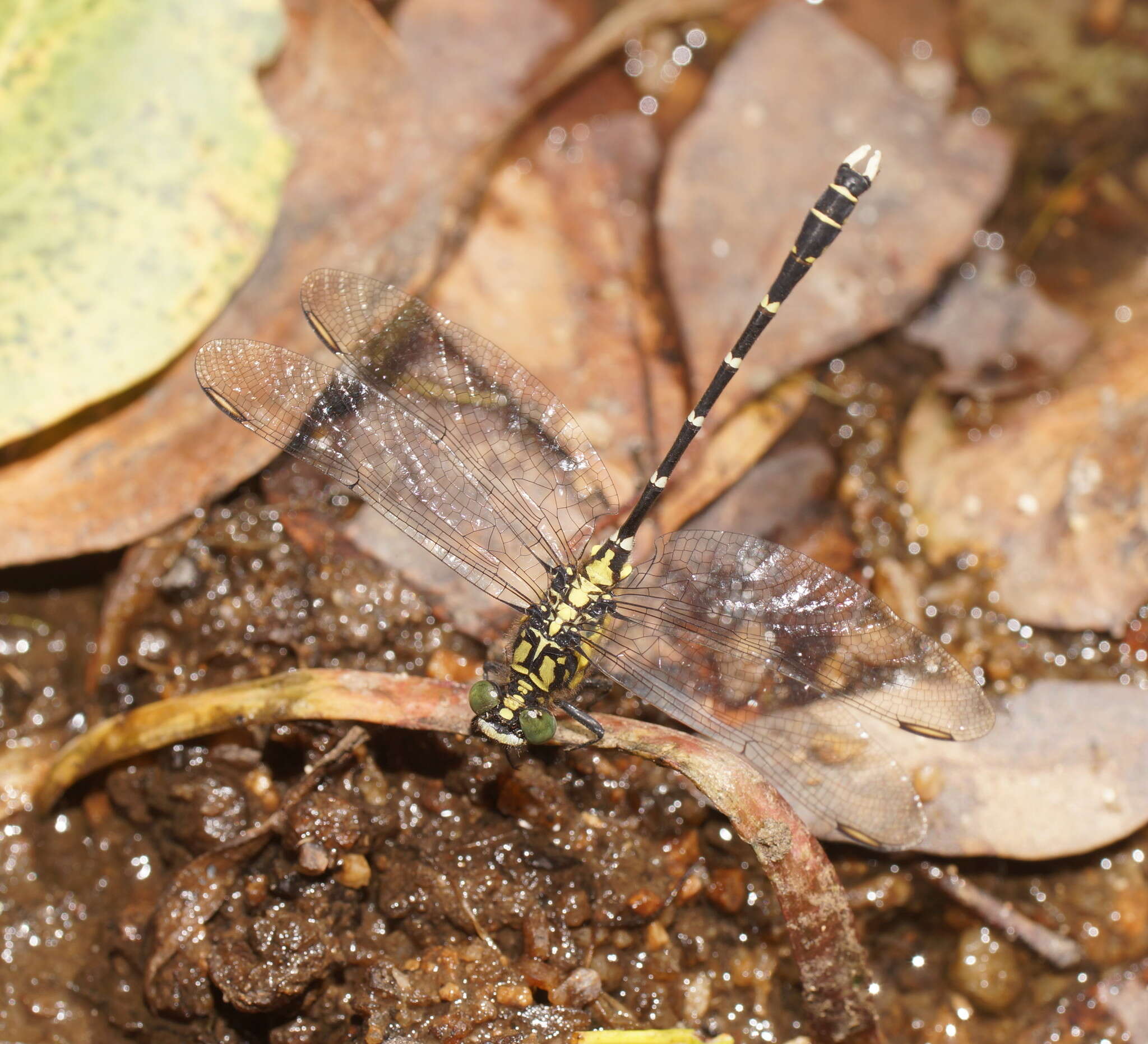 Image of Hemigomphus heteroclytus Selys 1854