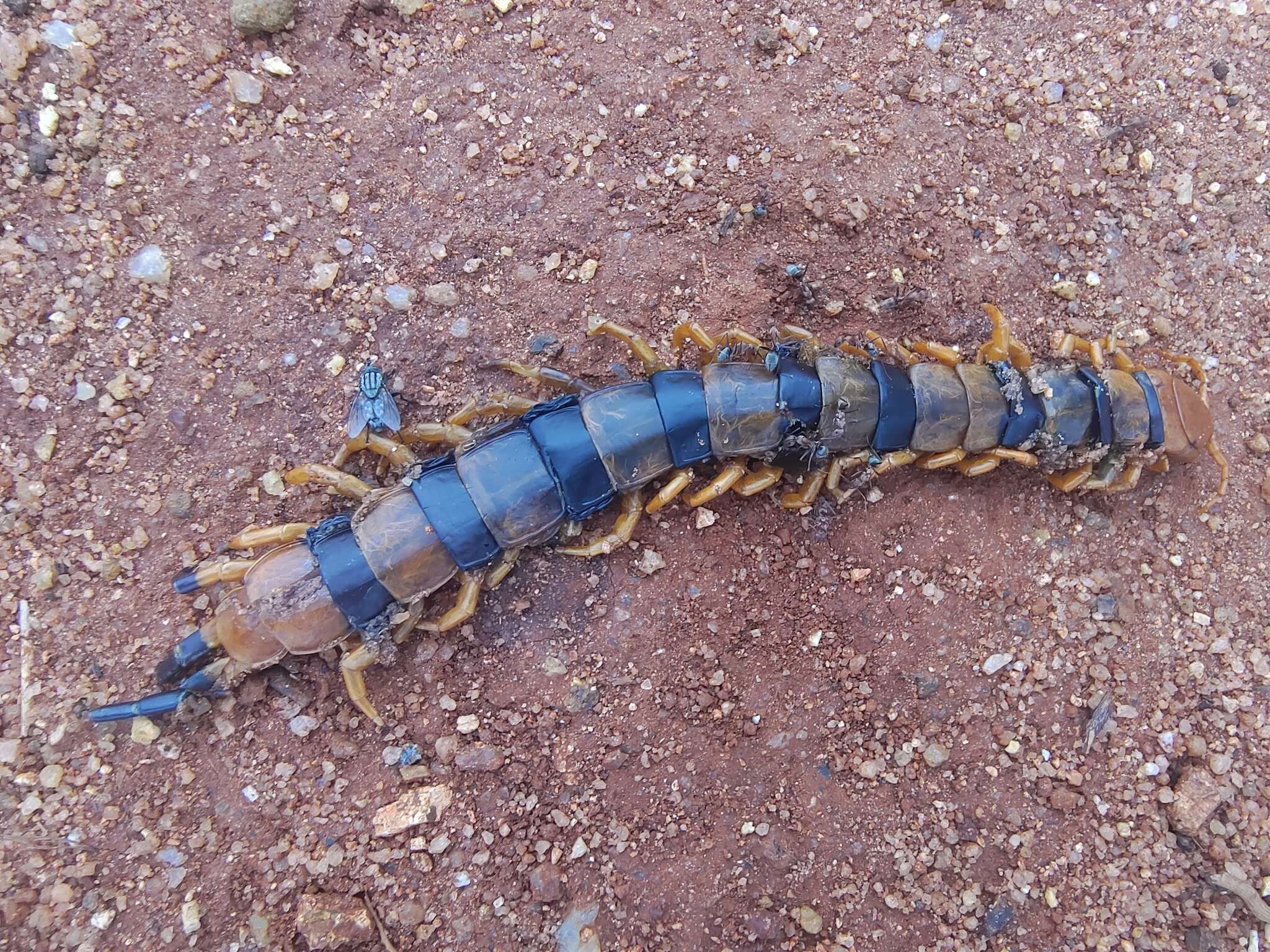 Imagem de Scolopendra hardwickei Newport 1844