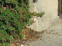 Image of Common Wall Gecko